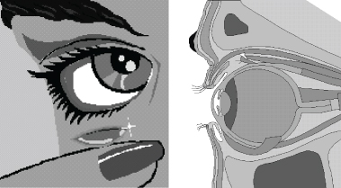 El ojo humano