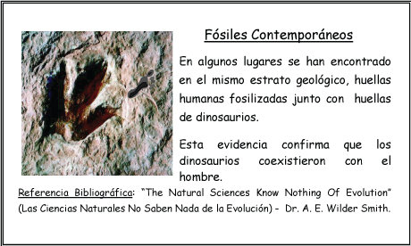 Fósiles Contemporáneos