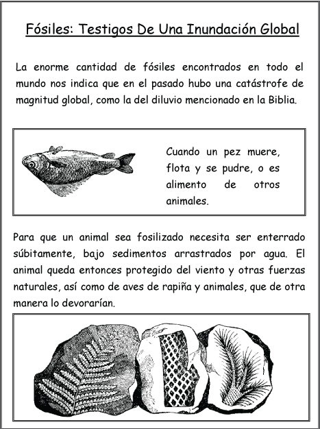 Fósiles: Testigos De Una Inundación Global