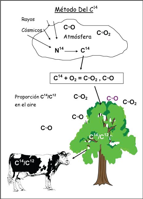Método Del C14