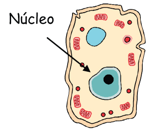 El Núcleo En La Célula El Núcleo En La Célula